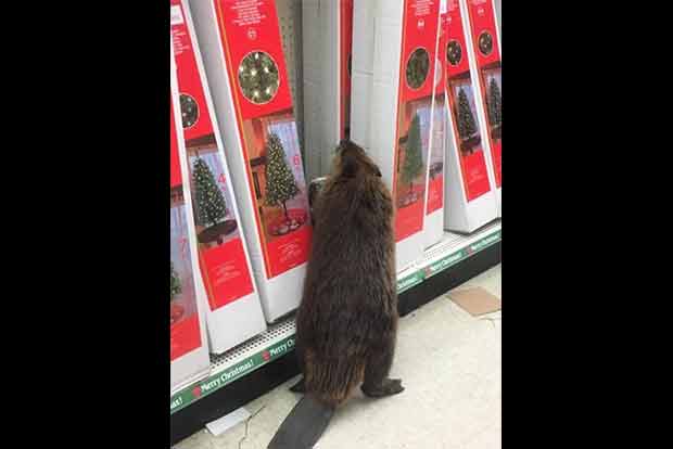 Beaver spotted in store looking at artificial Christmas tree Beaver spotted in store looking at artificial Christmas tree