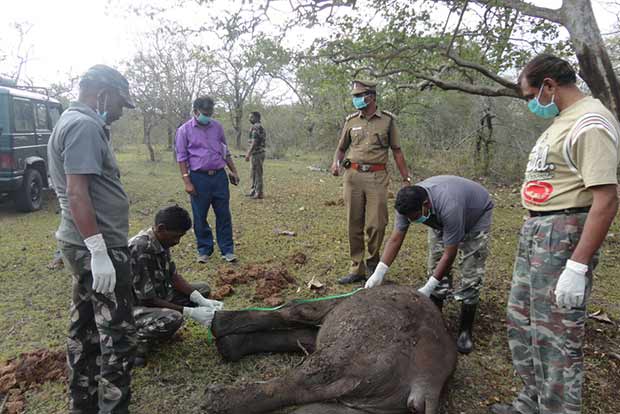 Elephant found dead in Nilgiris