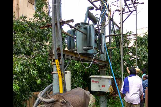 Normal power supply likely from December 14