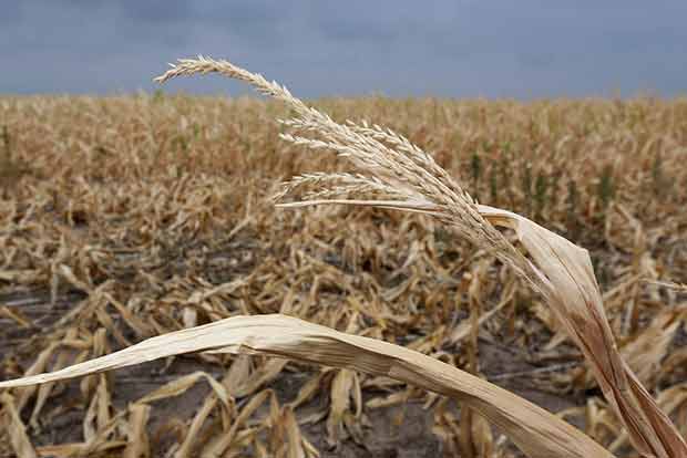 Vardah damaged crops worth Rs 500 crore in five districts