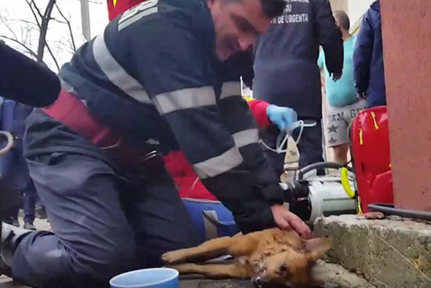 Romanian firefighter fights for dog’s life by performing CPR Romanian firefighter fights for dog’s life by performing CPR