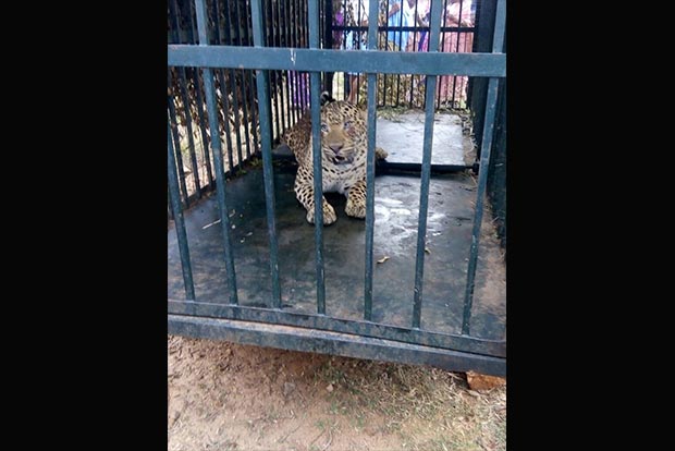 Leopard caged in Tirunelveli