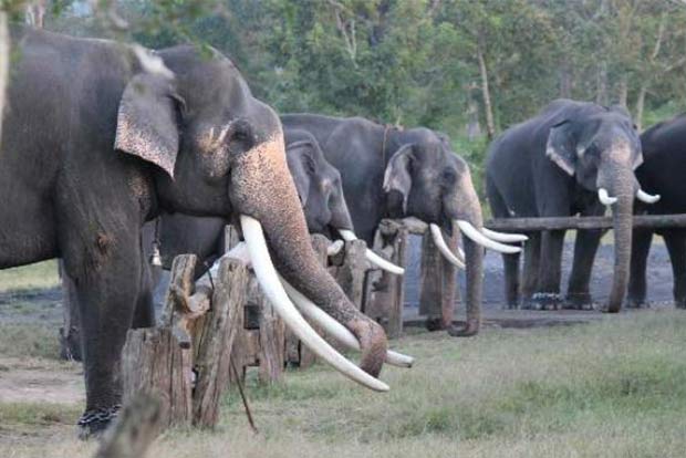 Theppakadu camp shut as jumbo calf dies