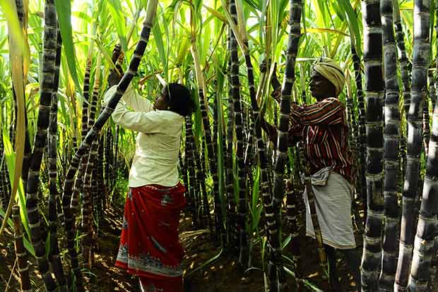 Samba failure makes it a bitter Pongal