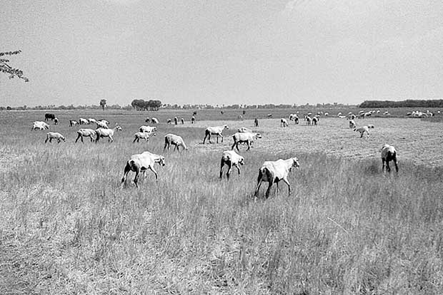 Cattle graze on dried crop in farms