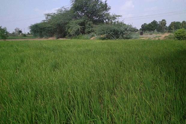 Mudukulathur farmer reaps benefit of saving rain water