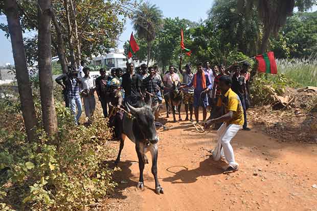 Will defy Supreme Court fiat on jallikattu: Villagers