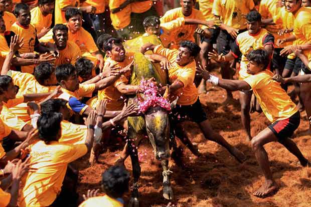 Post ban violation, activists demand President rule in Tamil Nadu
