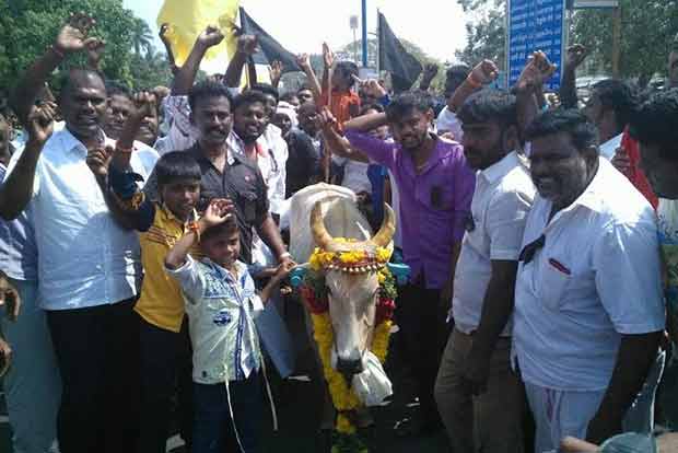 ‘Withdrawal only after bulls cross vadivasal’