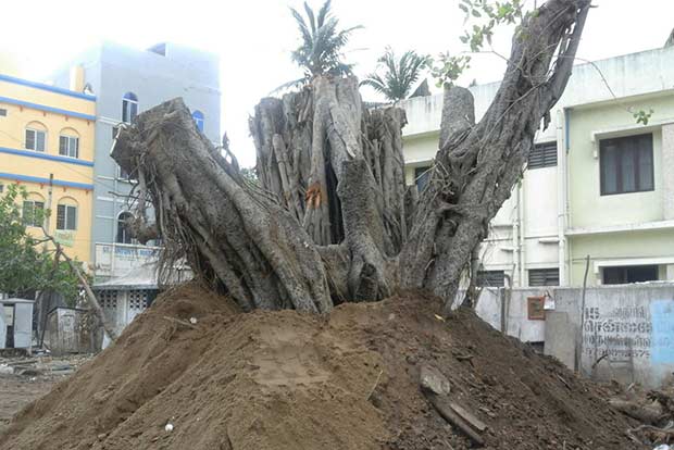 200-year-old Banyan tree felled by Vardah gets second life