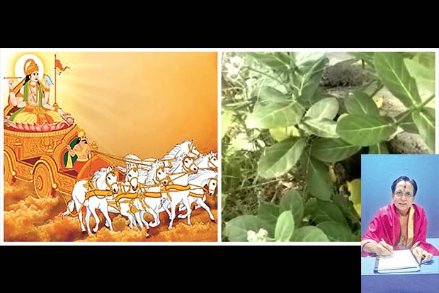 Get rid of sins, observe Ratha saptami Get rid of sins, observe Ratha saptami