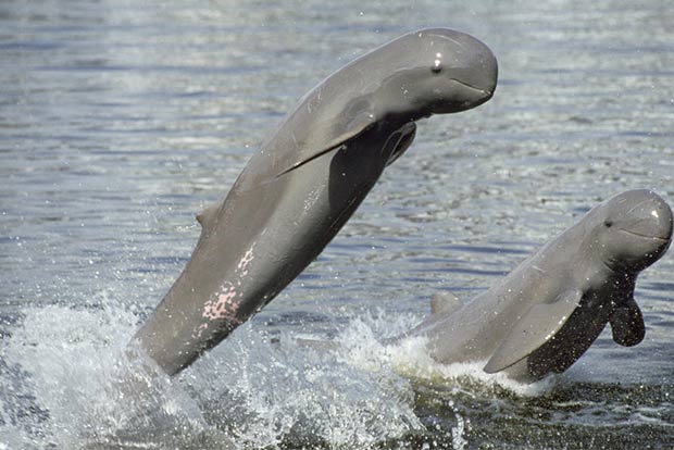 Irrawaddy dolphins are at home in Odisha