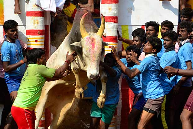 Alanganallur big show peaceful