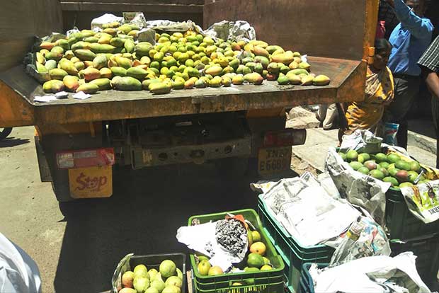 Artificially ripened mangoes seized in Kovai