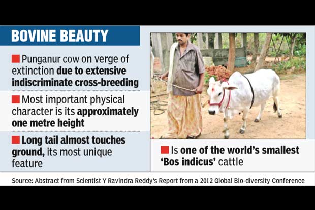 Tirumala temple comes to rescue of vanishing Punganur cows Tirumala temple comes to rescue of vanishing Punganur cows