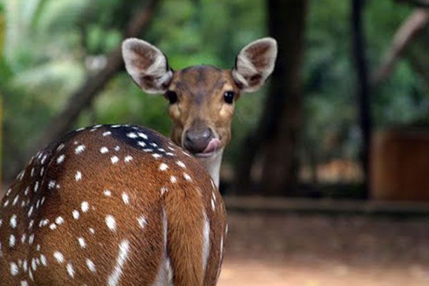 Over-speeding car kills spotted deer on Kelambakkam-Vandalur Road Over-speeding car kills spotted deer on Kelambakkam-Vandalur Road