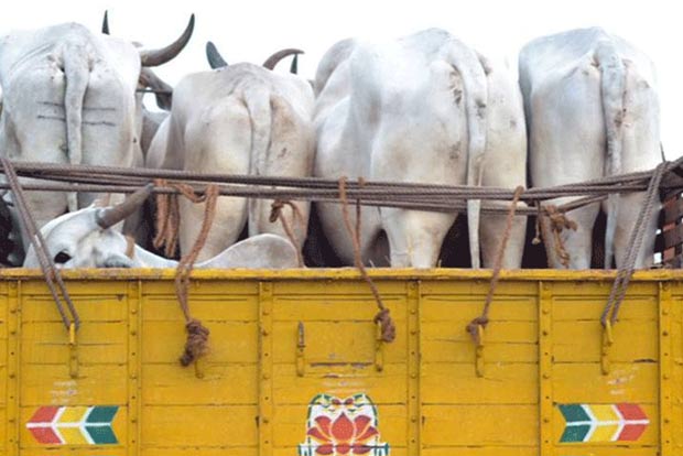 Sale, purchase of cattle from animal markets for slaughter banned