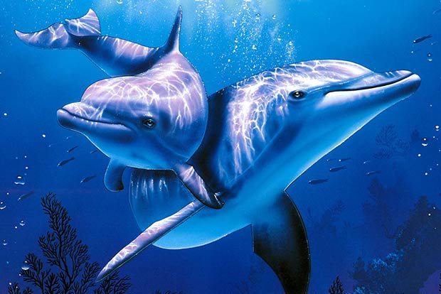 An underwater smartphone for dolphins to play games