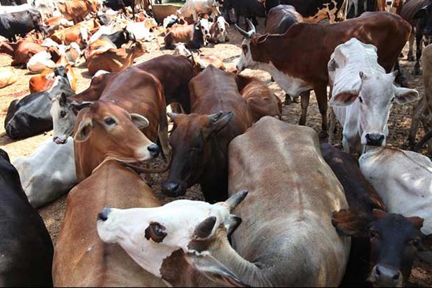 Government ready to review cattle slaughter order