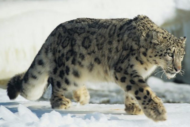 Leopard found in estate quarters