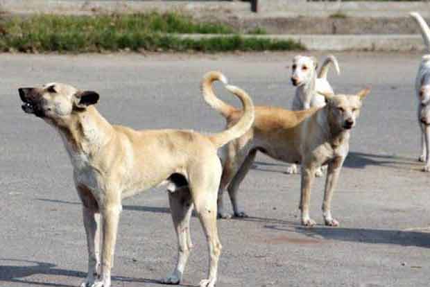 31-year-old Tirunelveli man dies of rabies four months after bite