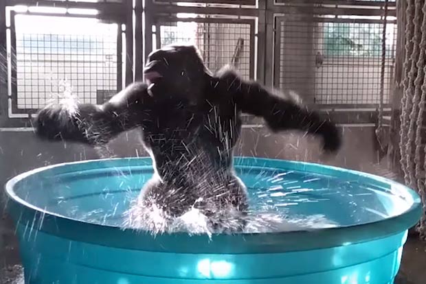Video of Zola’s ‘Maniac’ dancing goes viral