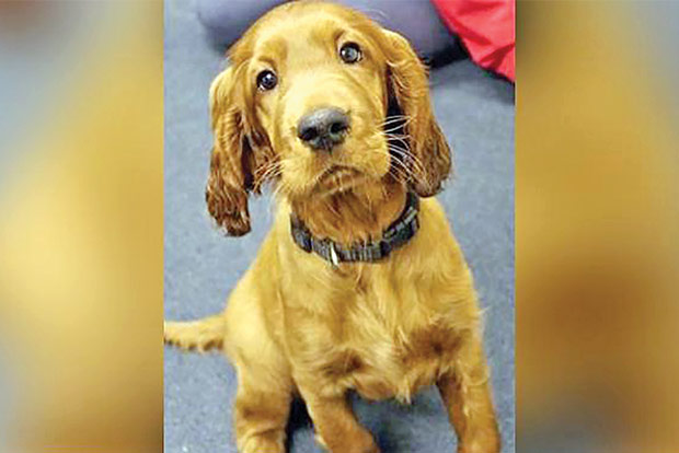 UK school employs puppy to help children cope with exam stress UK school employs puppy to help children cope with exam stress