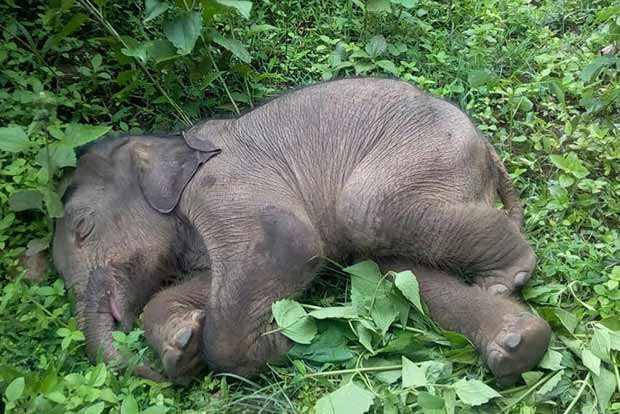 Day after rescue, calf reunites with herd near Gudalur