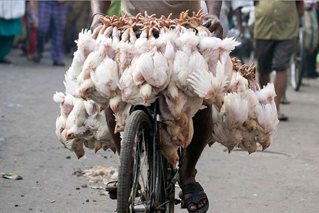 Call to provide better transportation for birds