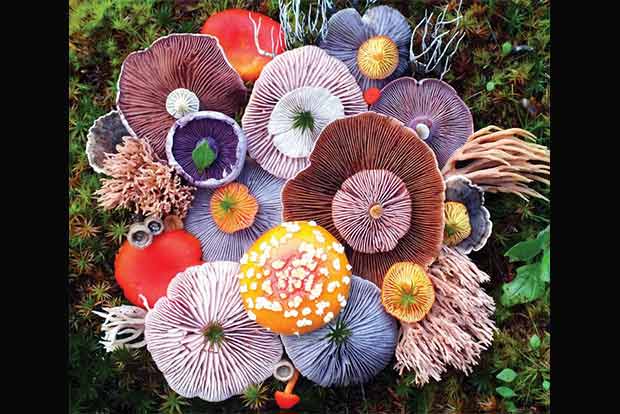 Photographer arranges colourful wild mushrooms into otherworldly art Photographer arranges colourful wild mushrooms into otherworldly art