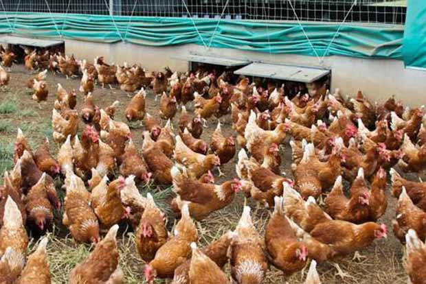 Antibiotic mix in poultry litter, a serious eco threat