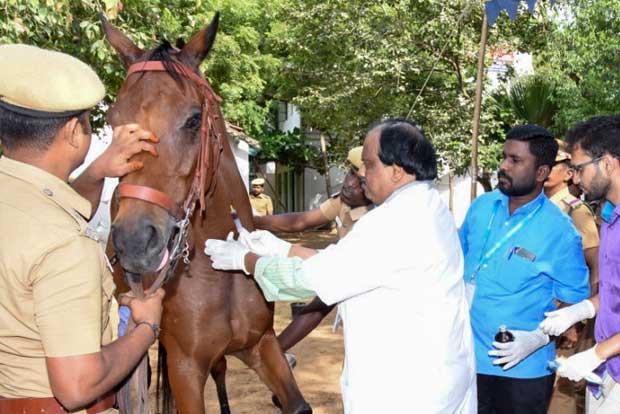 Medical camp held for horses of mounted force in Chennai