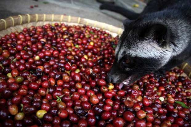 India starts to produce coffee from civet poop