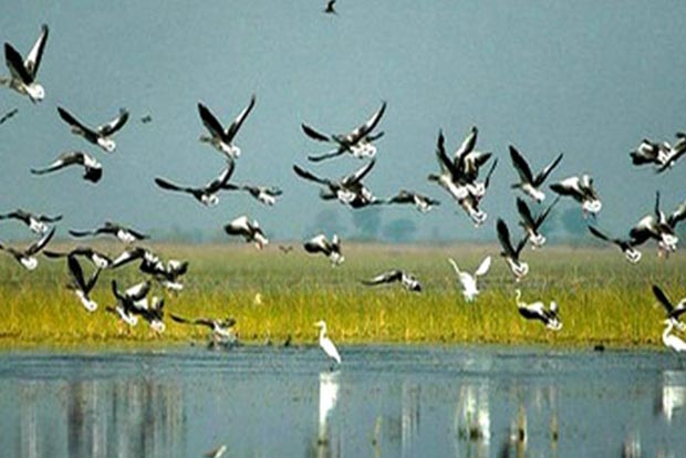 14 bird retreats in ‘priority’ list of wetlands