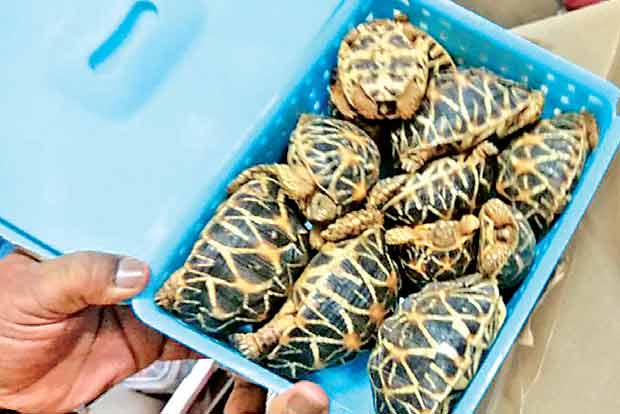 Duo held with 210 star tortoises at airport