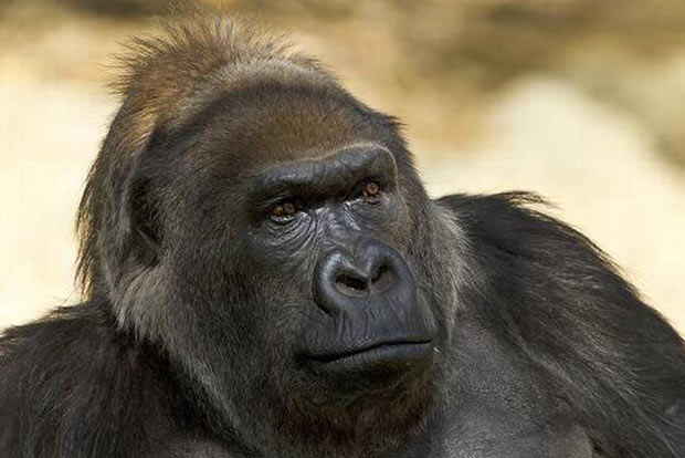 Vila, one of world’s oldest gorillas, dies at San Diego Zoo Vila, one of world’s oldest gorillas, dies at San Diego Zoo